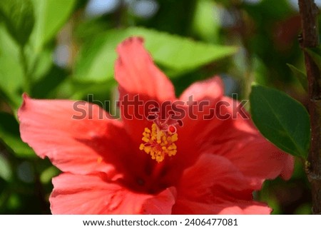 A nature Photograph of a Hibiscus plant or bloom created in the central Florida area. 