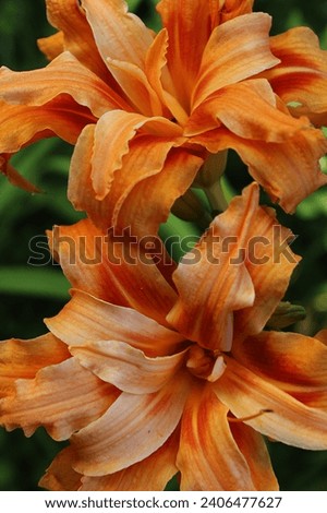 Orange Daylily close-up in the garden  Royalty-Free Stock Photo #2406477627
