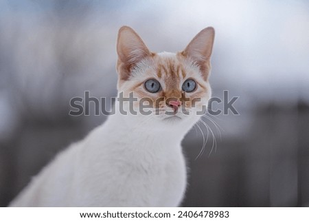 Bright Blue Eyed Teenage Cat White Red Point Siamese Kitten Portrait Outside Adorable Face and Whiskers
