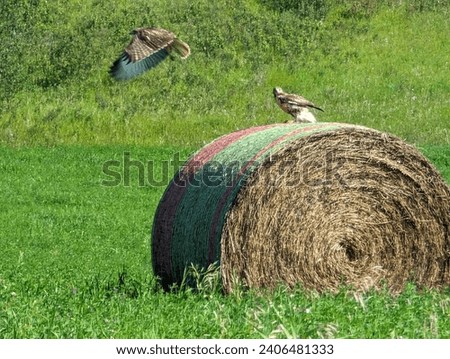 Picture of Hawks on a bale. 