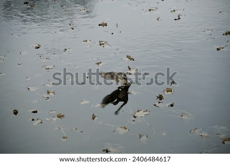 a cute grouse swimming in the lake
