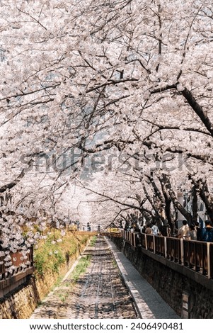 Yeojwacheon Stream spring cherry blossoms road at Jinhae Gunhangje Festival in Changwon, Korea