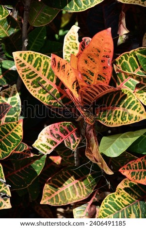 A Flower Photograph of a Variegated Coleus Plant created in various parts of central Florida near Kissimmee. 