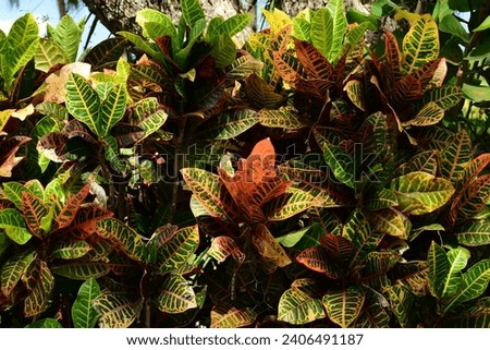 A Flower Photograph of a Variegated Coleus Plant created in various parts of central Florida near Kissimmee. 
