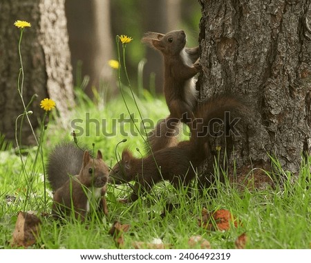 Little cub squirrel family  in Japan. 