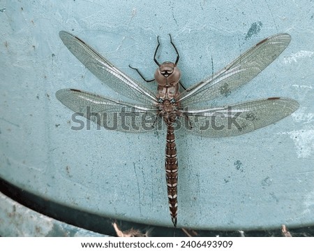 Closeup picture of a Dragon Fly. 