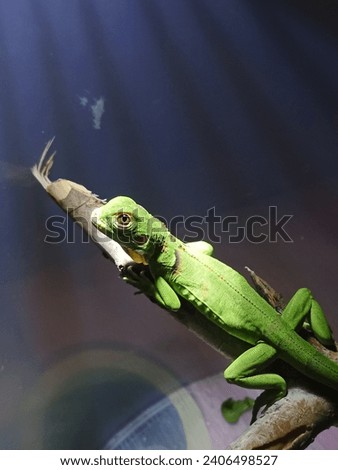a picture of baby green iguana and have a potential to be red iguana