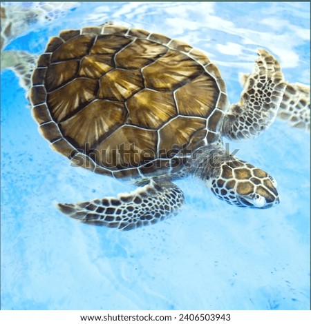 The beautiful Turtles
Picture in the water