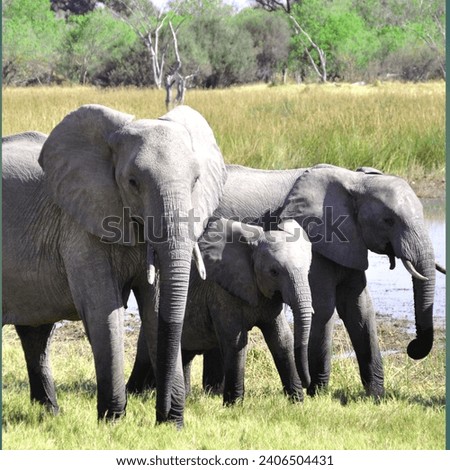 The elephants beautiful picture in the jangle 