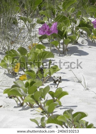 A flower photograph of Morning Glory Flowers and vines created at Daytona Beach, Florida. 