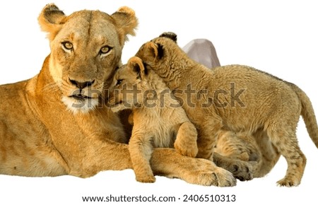 Beautiful animal family with white color background 