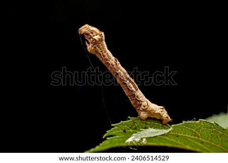inchworm inhabits the leaves of wild plants Royalty-Free Stock Photo #2406514529