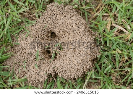 Fire Ant Mound - Animal Architecture - in Lawn 