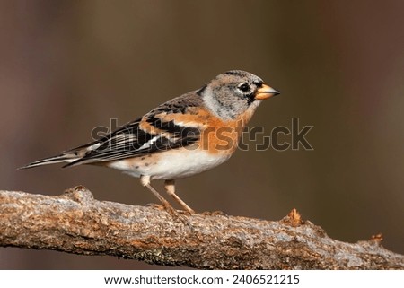 Male brambling (Fringilla montifringilla). One of the most beautiful finch birds. Photographed during his winter stay in Austria. Royalty-Free Stock Photo #2406521215