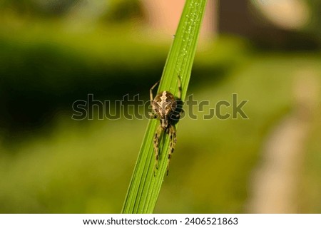 European garden spider. Araneus ventricosus. Angulate orbweavers. Furrow spider. Larinioides. European garden spider in garden. Garden background.  Royalty-Free Stock Photo #2406521863