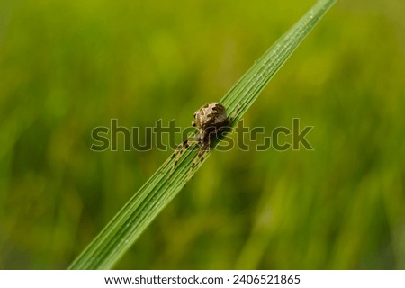 European garden spider. Araneus ventricosus. Angulate orbweavers. Furrow spider. Larinioides. European garden spider in garden. Garden background.  Royalty-Free Stock Photo #2406521865