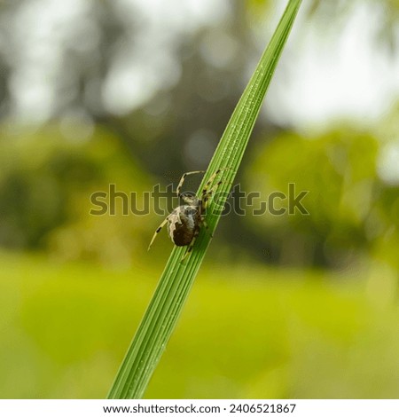 European garden spider. Araneus ventricosus. Angulate orbweavers. Furrow spider. Larinioides. European garden spider in garden. Garden background.  Royalty-Free Stock Photo #2406521867
