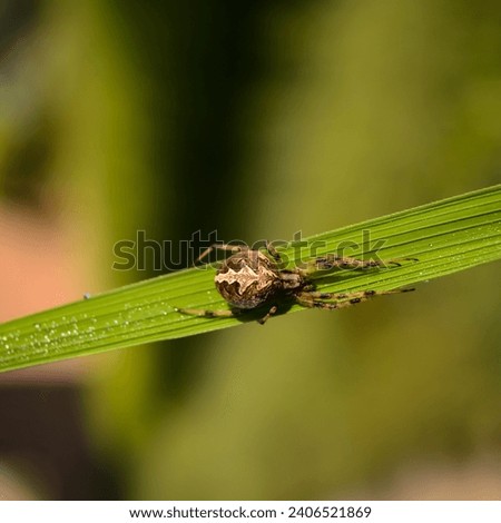 European garden spider. Araneus ventricosus. Angulate orbweavers. Furrow spider. Larinioides. European garden spider in garden. Garden background.  Royalty-Free Stock Photo #2406521869