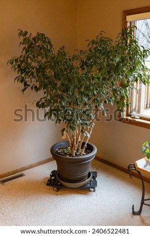 Close up view of a large indoor ficus (fig) tree in the corner of a living room near a window Royalty-Free Stock Photo #2406522481