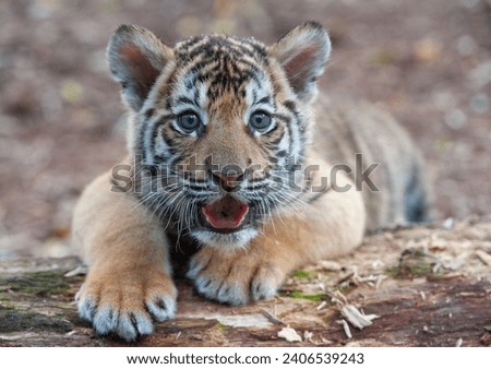 Bengal tiger cub lying down in forest Royalty-Free Stock Photo #2406539243
