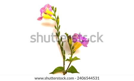 colorful flowers  There are both purple and yellow colors that look fresh.  placed on a white background