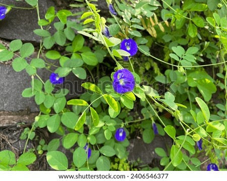 The benefits of butterfly pea flowers not only make food more colorful, but are also good for health.