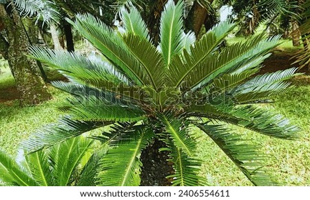 several sago palms growing on sunny day,used as street tree or planted in public park,green cycas revoluta Japanese Sago Palm is a species of gymnosperm in the family of Cycadaceae Royalty-Free Stock Photo #2406554611