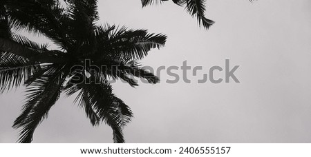 coconut trees with sky background