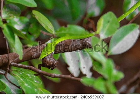 Camouflaged Predator: The Green Vine Snake in its Natural Habitat