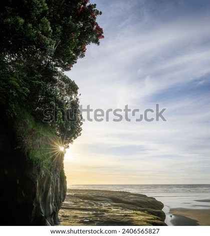Sunbeams shining through the Pohutukawa trees at sunset. Pohutukawa trees in bloom at Muriwai Beach. Auckland. Royalty-Free Stock Photo #2406565827
