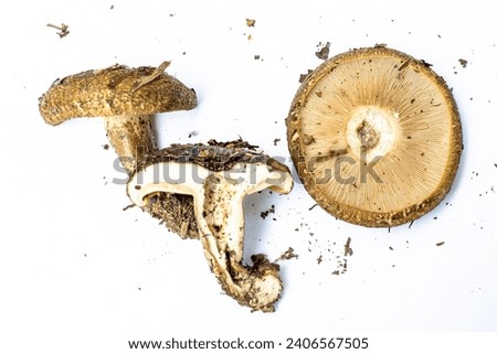 Sporocarps of an ugly milk-cap (Lactarius turpis) on white background. The picture shows the natural cavity inside the old mushroom and the gills of the cap