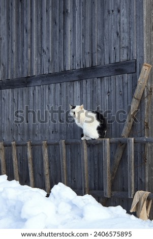 A black and white cat sits against the wall of an old barn in the village in winter,snowdrifts near the barn, vertical photo,a lazy adult cat squints from the sun, warm fluffy cat fur,countryside mood