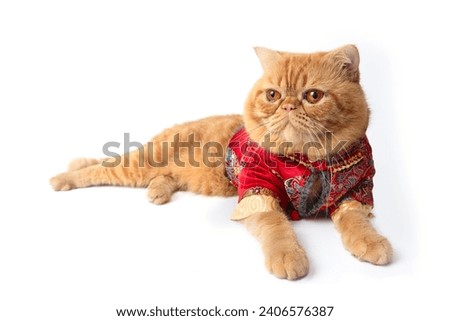 Cute scottish fold cat wearing Chinese New Year costume crouching on white background. Royalty-Free Stock Photo #2406576387