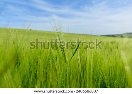 Wheat fields in the countryside in Europe, in France, in Burgundy, in Nievre, towards Clamecy, in Spring, on a sunny day.