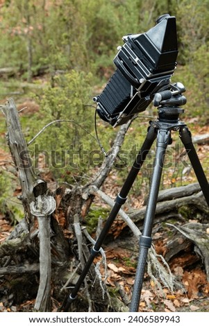 Close view of large format view camera on a tripod in the forest taking photos of a tree stump. Analog photography hobby.