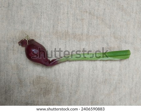 Group of fresh young onions with roots and leaves in a plate isolated on white background