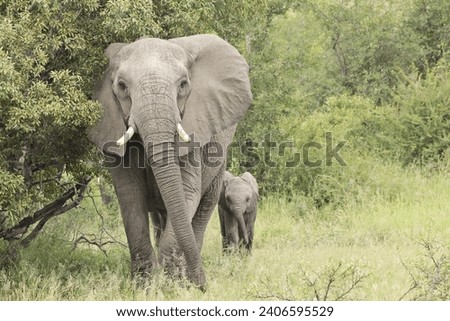 Elephant beauty in Kruger National Park