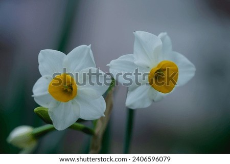 white Narcissus flowers stock photo, Amaryllidaceae. Various common names including daffodil