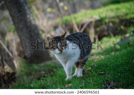 striped cat stock photo, adult cat