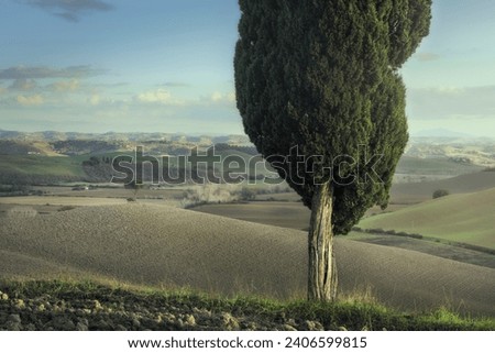 Cypress and pine on the hills of the Crete Senesi. Landscape in Lucignano d'Arbia, Tuscany region. Italy Royalty-Free Stock Photo #2406599815