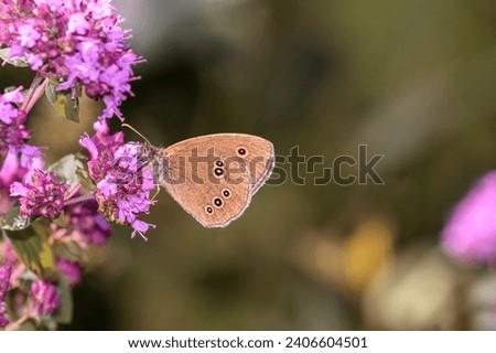 The ringlet butterfly - Aphantopus hyperantus sucks nectar with its trunk from the blossom of Origanum vulgare - Oregano or wild Marjoram Royalty-Free Stock Photo #2406604501