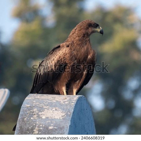 A Closeup shot of a Black Kite eagle also known as Milvus migrans, Resting on rooftop in the city of Pune, India