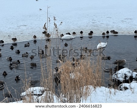 Finland.suomi, Helsinki , Töölööranta , white goose, winter duck, Half frozen lake Royalty-Free Stock Photo #2406616823