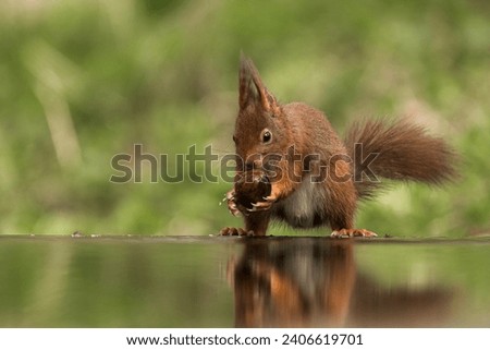 Red squirrel in its natural habitat
