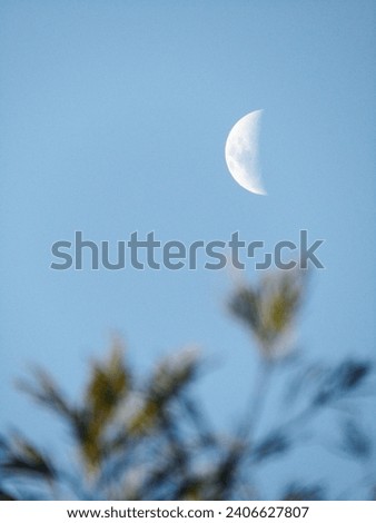 A Half Moon is Seen Through The Trees