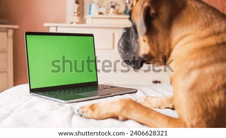 Cute dog lying on belly over cozy bed while looking at laptop with blank green chromakey screen