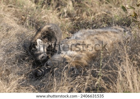 Young hyena puppy looking for milk from its mother