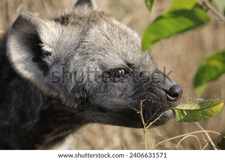 Young spotted hyena puppy testing new smells
