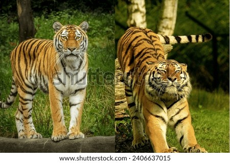 Pic of tiger view of nature 