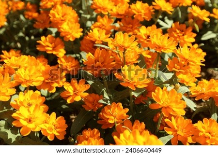 Fresh nature orange flowers background from Thailand